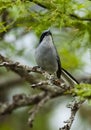 Masked Gnatchatcher (Polioptila dumicola).IberÃ Marshes,